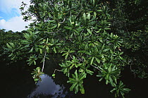 (Barringtonia sp) tree growing along a tidal channel. Republic of Palau, Micronesia. December 2001.