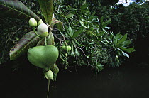 The large floating fruit and flower buds of a (Barringtonia sp) tree growing along a mangrove channel. Republic of Palau, Micronesia, December 2001.
