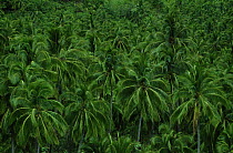 Coconut Palm (Cocos nucifera) plantation, Ua Huka Island, Marquesas Islands, French Polynesia.