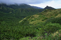 Coconut Palm (Cocos nucifera) plantation and mountain views, Ua Huka Island, Marquesas Islands, French Polynesia.