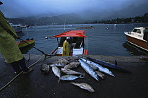 Fresh caught fish unloaded from a fishing boat in Taiohae Harbor, Nuku Hiva Island, Marquesas Islands, French Polynesia
