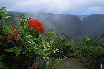 Flowering Metrosideros (Metrosideros sp.) shrub with rugged valley in the background. Nuku Hiva Island, Marquesas Islands, French Polynesia