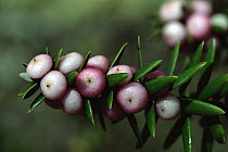 A fruiting shrub in the Ericaceae family. Nuku Hiva Island, Marquesas Islands, French Polynesia