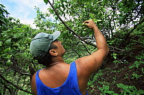 Lucian Bono checks the fruit on an endangered Sandalwood (Santalum insulare) tree. Nuku Hiva Island, Marquesas Islands, French Polynesia