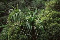 (Pandanus sp) tree in the forests of Nuku Hiva Island, Marquesas Islands, French Polynesia