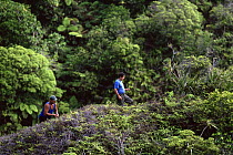 Lucian Bono and Jean-Pierre Malet search the ridges of Nuku Hiva Island for endangered Sandalwood (Santalum insulare) to collect seeds for a cultivation program. Marquesas Islands, French Polynesia