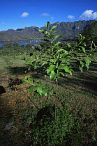 Garden for the cultivation of endangered species from Nuku Hiva Island such as this Sandalwood (Santalum insulare) seedling. Marquesas Islands, French Polynesia