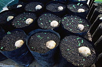 Seeds of the highly endangered endemic Marquesas Palm (Pelagodoxa henryana) being germinated at a facility in Taiohae for their cultivation. Nuku Hiva Island, Marquesas Islands, French Polynesia