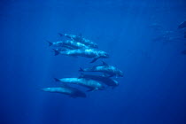 Pod of Melon-headed Whales (Peponocephala electra) Nuku Hiva Island, Marquesas Islands, French Polynesia