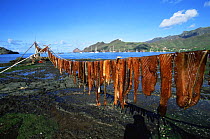 Fish hung to dry in the sun in Taiohae Harbor. Nuku Hiva Island, Marquesas Islands, French Polynesia