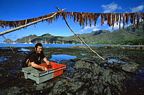 Man hanging fish to dry in the sun. Taiohae Harbor, Nuku Hiva Island, Marquesas Islands, French Polynesia
