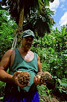 Highly endangered Marquesas Palm (Pelagodoxa henryana) seeds from one of the few remaining trees in the wild. Held by Lucian Bono. Nuku Hiva Island, Marquesas Islands, French Polynesia