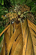 Highly endangered Marquesas Palm (Pelagodoxa henryana) tree with fruit. This is one of the few trees surviving in the wild in Nuku Hiva Island. Nuku Hiva Island, Marquesas Islands, French Polynesia