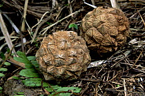Highly endangered Marquesas Palm (Pelagodoxa henryana) seeds on the ground beneath one of the few remaining trees surviving in the wild. Nuku Hiva Island, Marquesas Islands, French Polynesia
