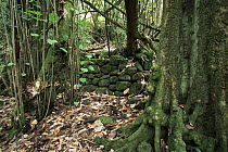 Stone wall from ancient Polynesian ruin on Nuku Hiva Island, Marquesas Islands, French Polynesia