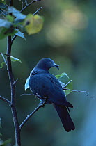 Marquesan Imperial Pigeon (Ducula galeata) Nuku Hiva Island, Marquesas Islands, French Polynesia. IUCN Red List: Critically Endangered