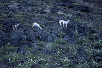 Feral goats on the slopes of Ua Huka Island, Marquesas Islands, French Polynesia. Introduced goats are a huge problem causing extinction of native plant species on many Pacific islands.
