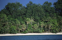 Casaurina trees, coconut palms and other vegetation line a beach in Palau, Micronesia. December 2001.