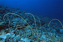 Whip corals growing on a reef in the Republic of Palau, Micronesia.