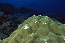 Massive hard coral (Porites sp.) with bite marks from feeding Parrot fish (Scarus sp) on a coral reef in Palau, Micronesia.