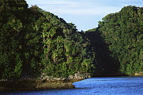 Limestone uplift islands with edges undercut by the sea, covered in rainforest vegetation, Palau, Micronesia