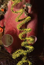 A spiraling Whip coral in front of a Sponge on coral reef wall, Borneo, Sipadan Island, Sabah, Malaysia