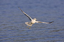 Common Gull (Larus canus) flying, about to land on water, Norway