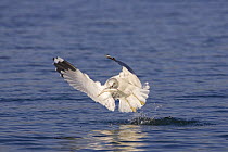 Common Gull (Larus canus) taking off from water with fish in its beak, Norway