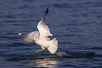 Common Gull (Larus canus) taking off from water with fish in its beak, Norway