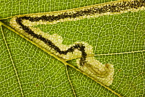 Leaf damage caused by Leaf miner caterpillar of Pigmy moth (Nepticulidae family), Austria