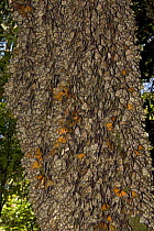 Tree trunk covered in Monarch butterflies (Danaus plexippus) some of them have opened their wings and are basking in the sun, overwintering colony, Michoacan, Mexico