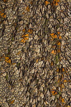 Tree trunk covered with members of a colony of Monarch butterflies (Danaus plexippus), some of them have their wings open and are basking in the sun, overwintering colony, Michoacan, Mexico