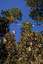 Monarch butterflies (Danaus plexippus) flying and resting in trees, midday, overwintering colony, Michoacan, Mexico