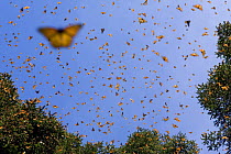 Monarch butterflies (Danaus plexippus) flying in warmth of midday sun, overwintering colony in Michoacan, Mexico
