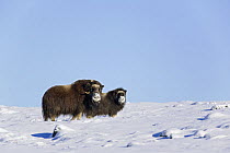 Muskox (Ovibos moschatus), adult with young in snow, Norway