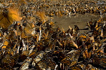 Monarch butterflies (Danaus plexippus) gathered round water to drink, overwintering colony, Michoacan, Mexico