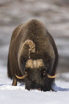 Muskox (Ovibos moschatus) searching for grass to eat under snow, Norway