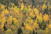 Evergreen and decidous trees in autumn forest, Dovrefjell National Park, Norway
