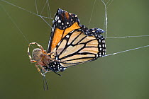 Monarch butterfly (Danaus plexippus) caught in an Orb weavers web with spider about to feed on it, Cape May, New Jersey, USA