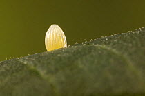Monarch butterfly (Danaus plexippus) egg (approx 1mm) on the underside of a Milkweed leaf (Asclepias sp), USA