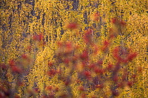 Birch trees with leaves turning yellow in Autumn and Rowan berries (Sorbus aucuparia) out of focus in foreground, near Dovrefjell National Park, Norway