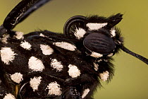 Close-up of Monarch butterfly (Danaus plexippus) head, recenlty emerged and still undamaged, USA