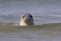 Common Seal (Phoca vitulina) surfacing, Helgoland, Germany