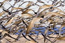 Black skimmer (Rynchops nigra) large flock flying, New Jersey, USA