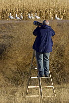 Photographer standing on ladder, photographing Snow geese, Bosque del Apache National Wildlife Refuge, New Mexico