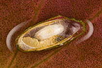 Pupa in opened cocoon of Brown China-mark moth (Elophila nymphaeata) showing old caterpillar shell, Germany