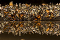 Monarch butterflies (Danaus plexippus) drinking from pool of water, overwintering colony, Michoacan, Mexico. Not available for print sales