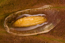 Brown China-mark moth (Elophila nymphaeata) pupa in opened cocoon, Germany