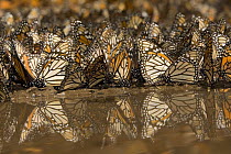 Monarch butterflies (Danaus plexippus) drinking from pool of water, overwintering colony, Michoacan, Mexico