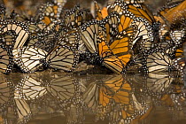 Monarch butterflies (Danaus plexippus) drinking from pool of water, overwintering colony, Michoacan, Mexico